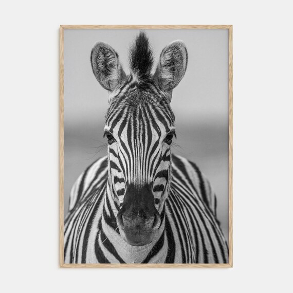 Zebra Portrait Poster Black White Stripes Wildlife Photo Art