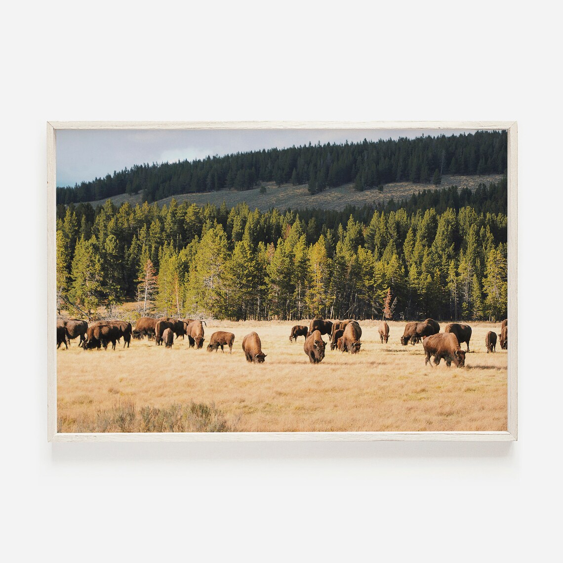 Bison In Field Landscape Photography, Rustic Western Art Print