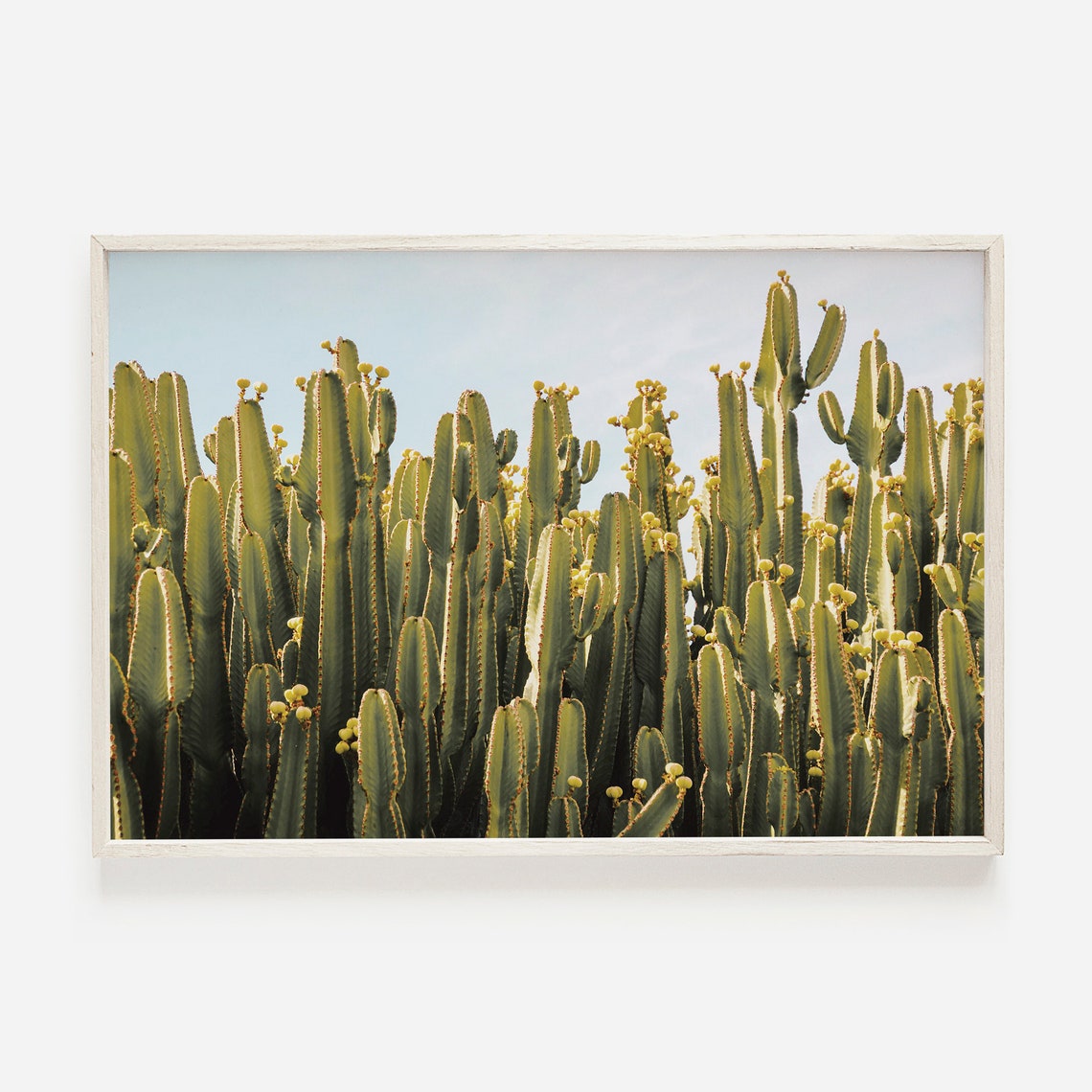 Desert Cactus Row Tall Green Columnar Cacti Blue Sky Photo Poster