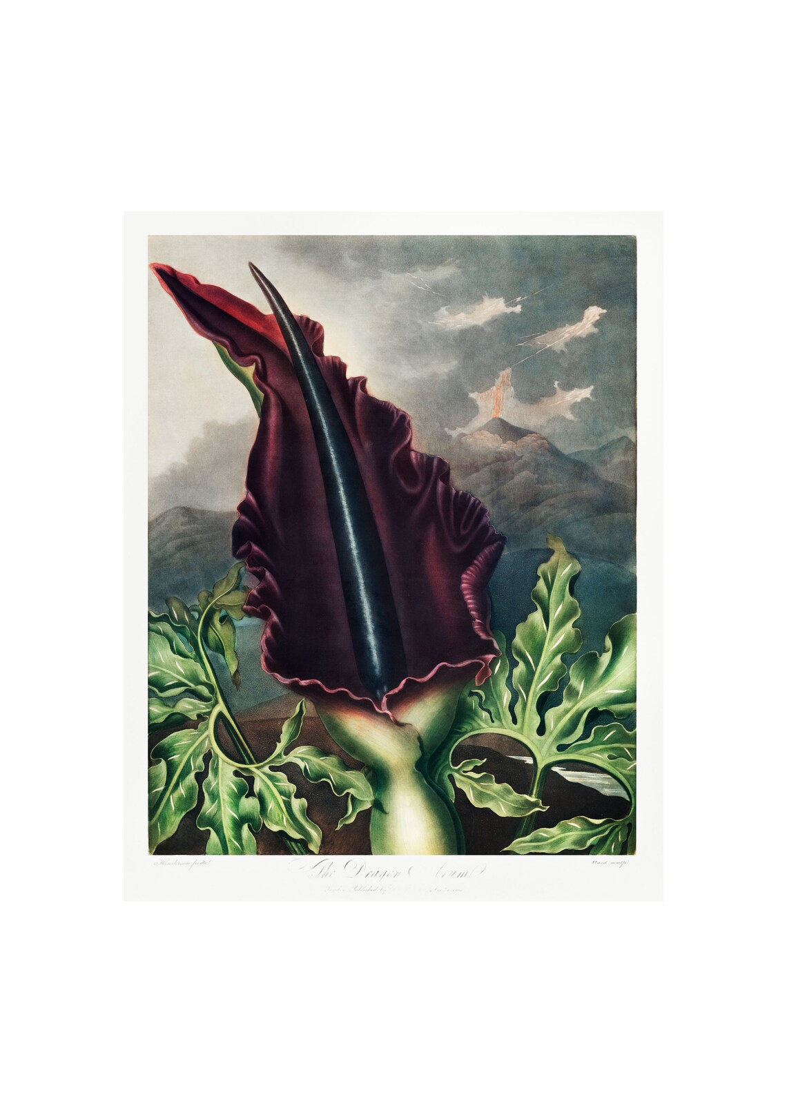 Dragon Arum Antique Lithograph by Robert Thornton