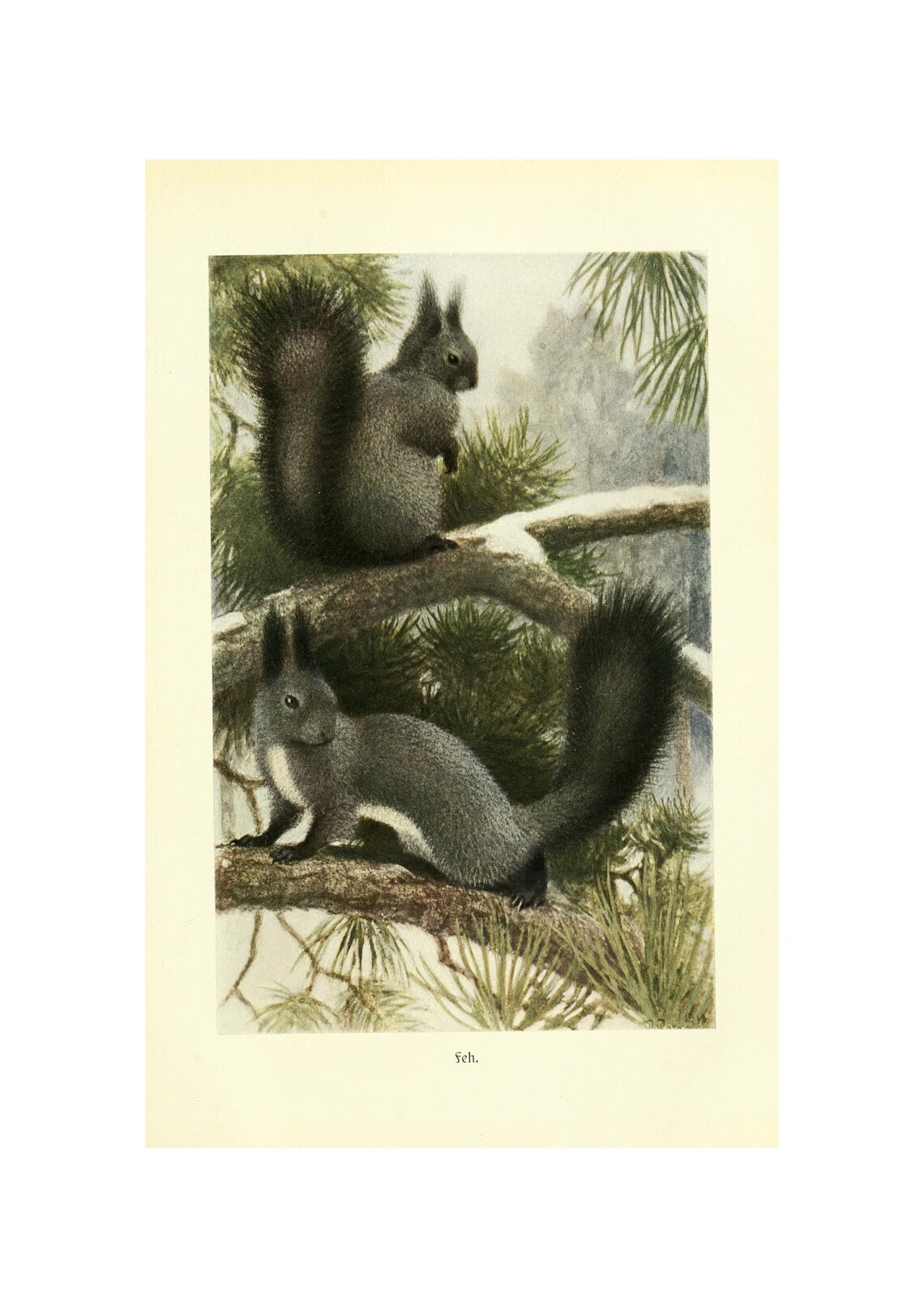Grey Squirrel Antique Lithograph, Alfred Brehm