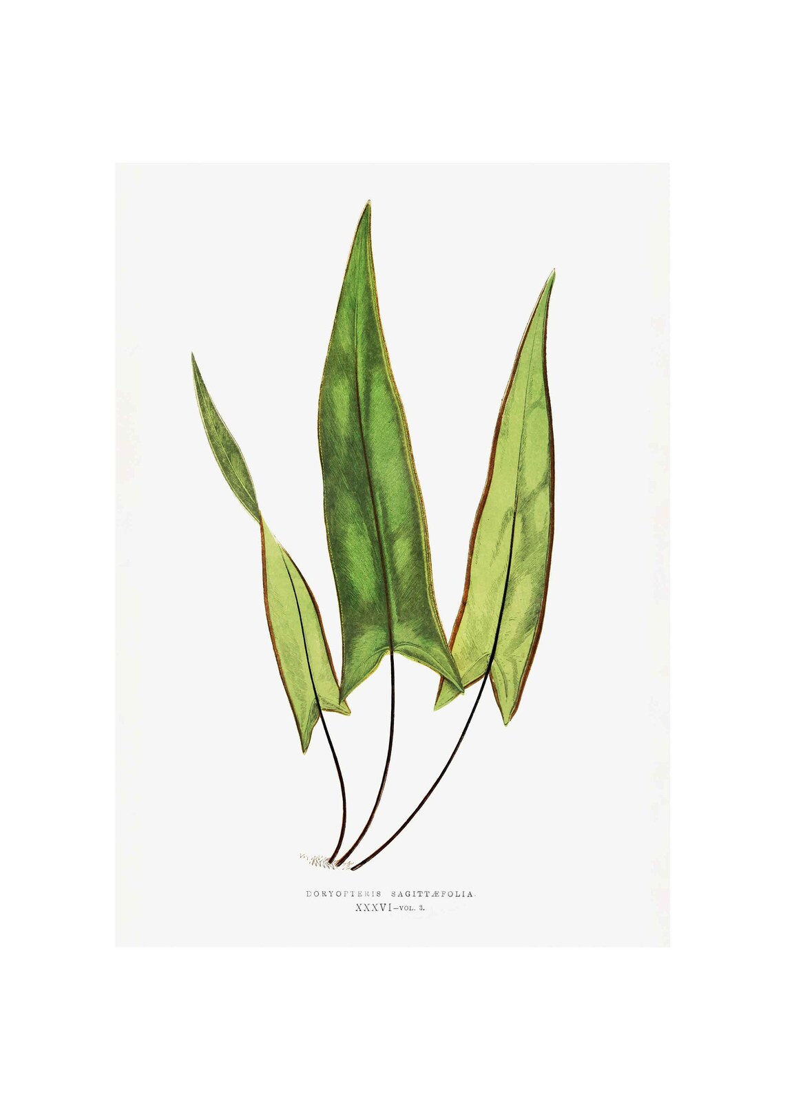 Doryopteris Sagittaefolia Vintage Art Print