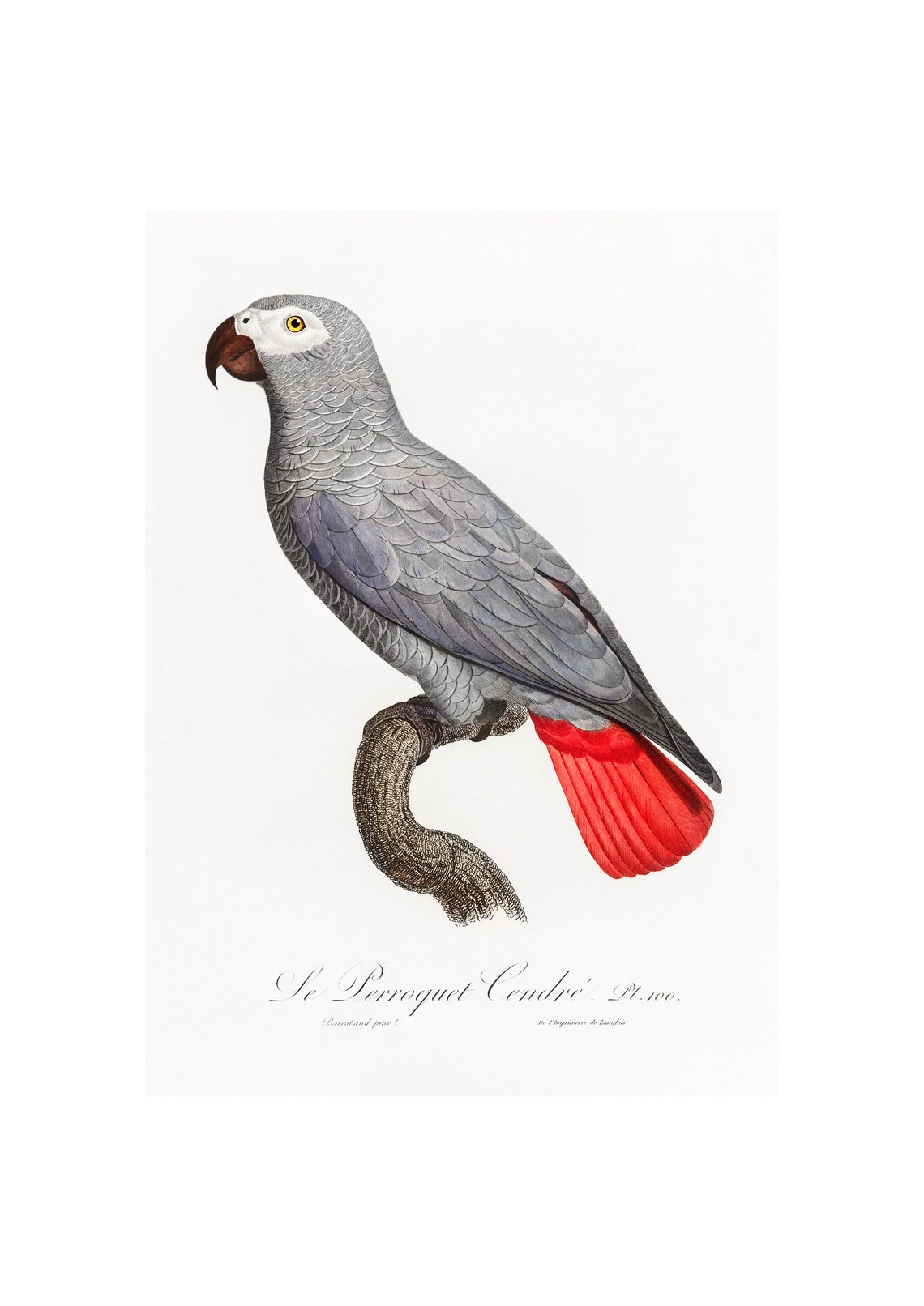 Grey Parrot, Animal Bird Art Print