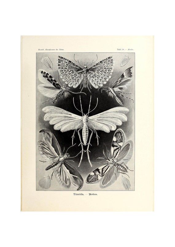 Ernst Haeckel Art Forms In Nature Tineida Moths 1904 Giclee Fine Art Print Framedunframedcanvas