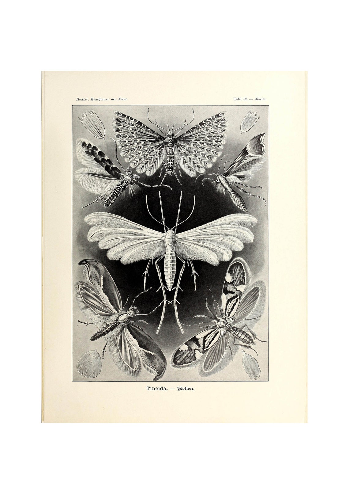 Ernst Haeckel Art Forms In Nature Tineida Moths 1904 Giclee Fine Art Print Framedunframedcanvas