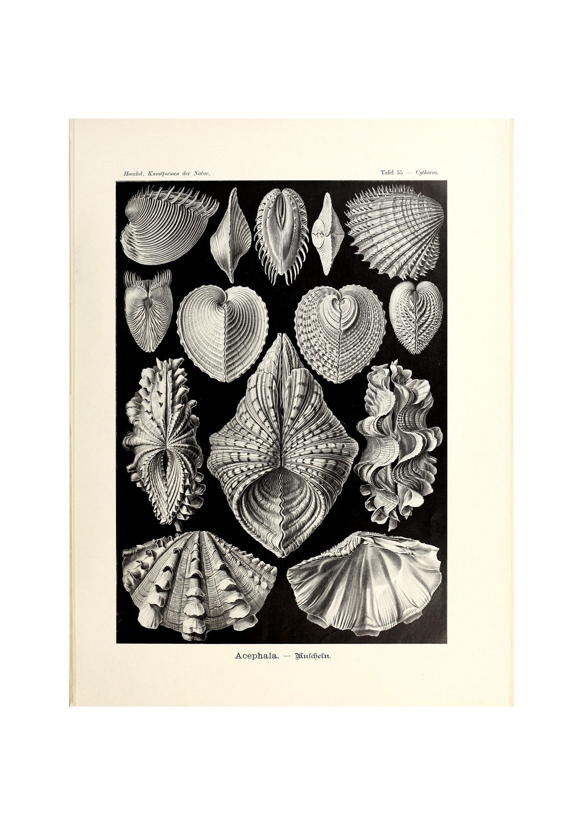 Ernst Haeckel Acephala Muscheln 1904 Bivalve Shells Art Poster