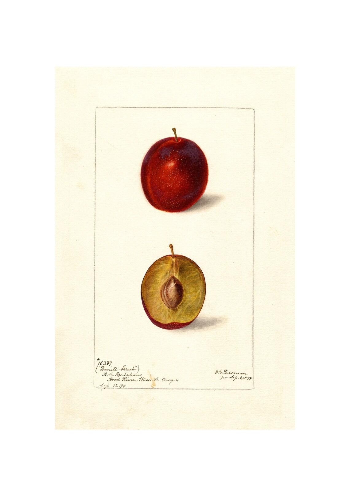 Red Plum Whole and Half Antique Pomological Watercolor 1898 Poster