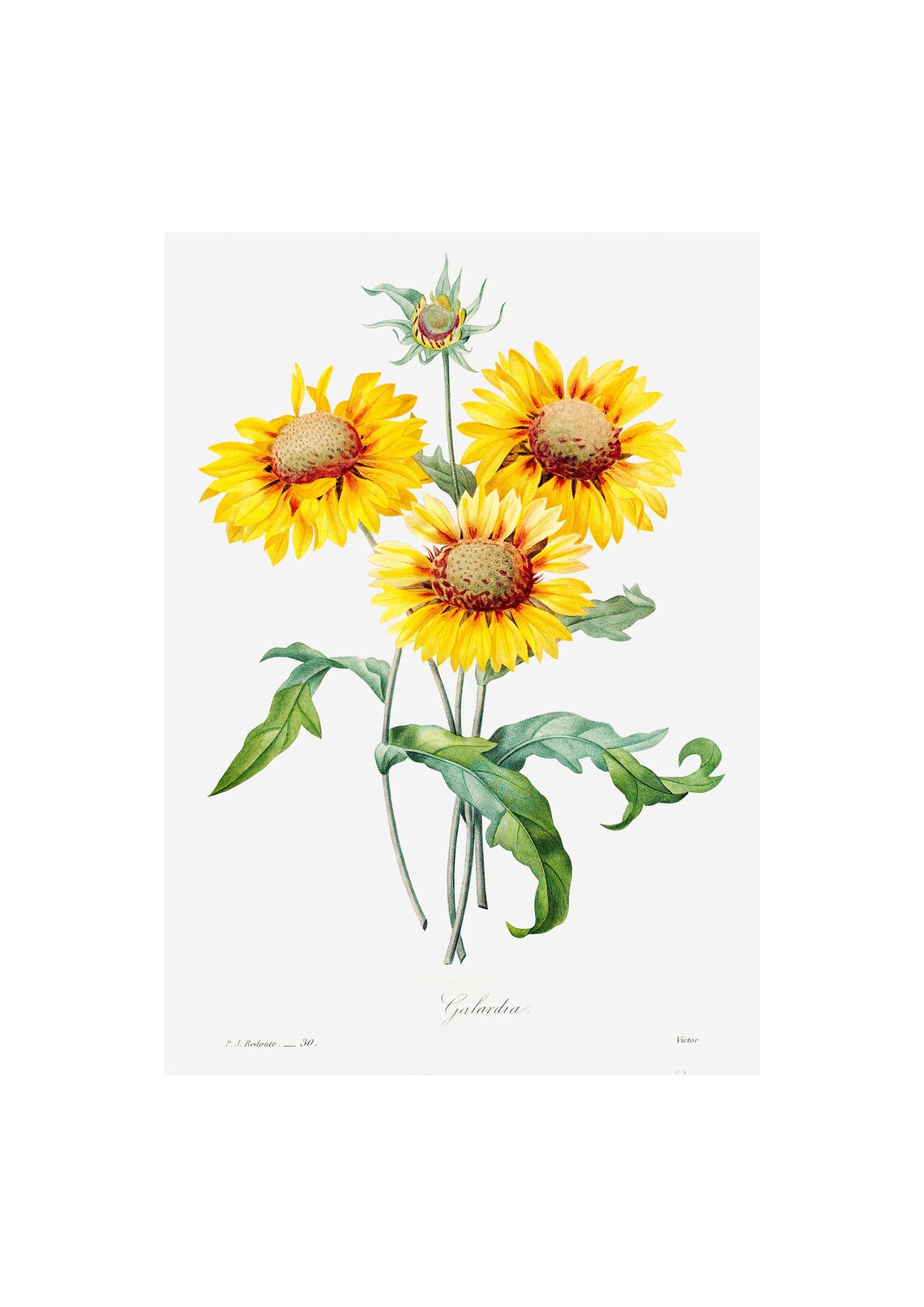 Blanketflower Antique Lithograph, Vintage Botanical Art Print