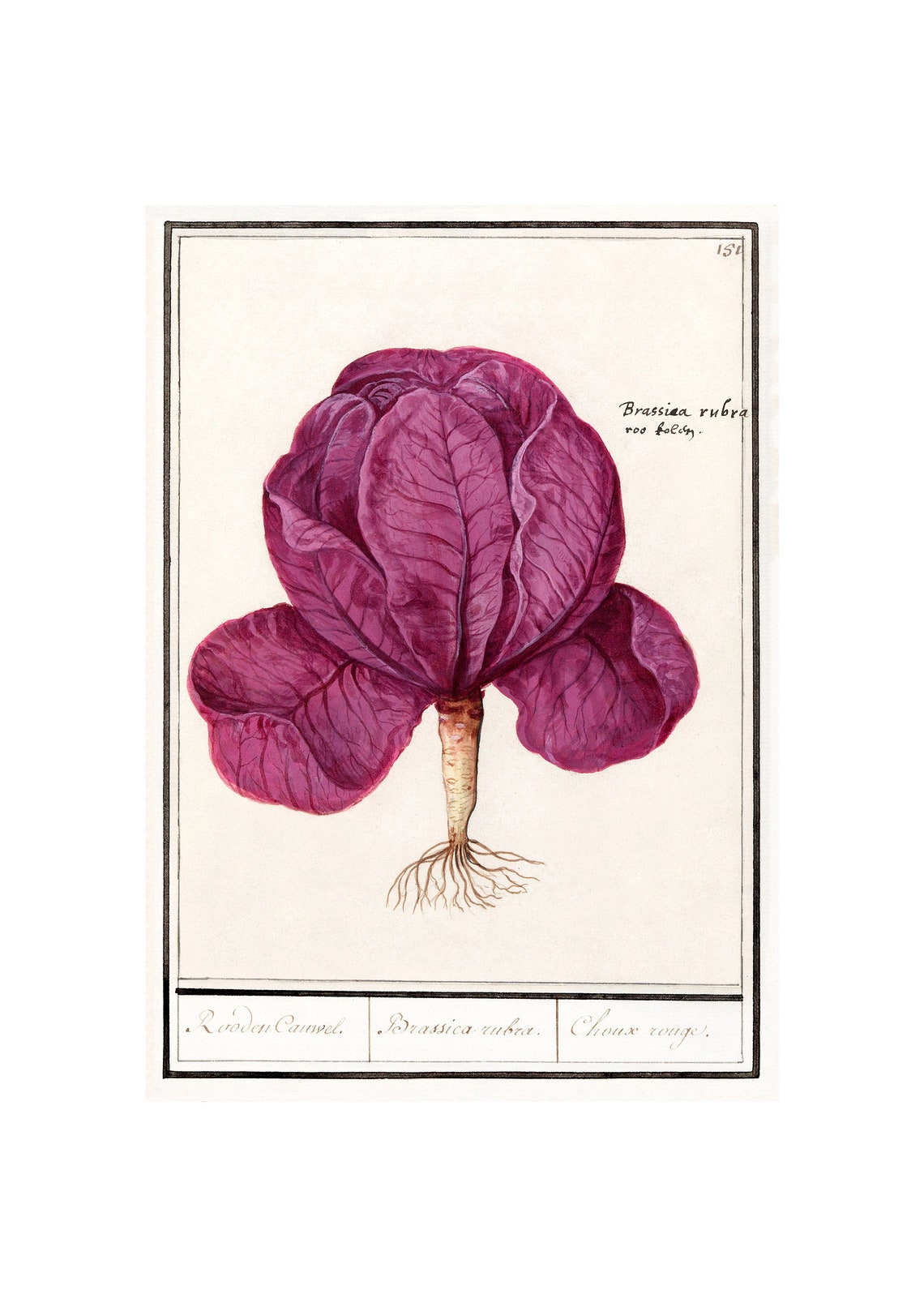 Red Cabbage Antique Lithograph