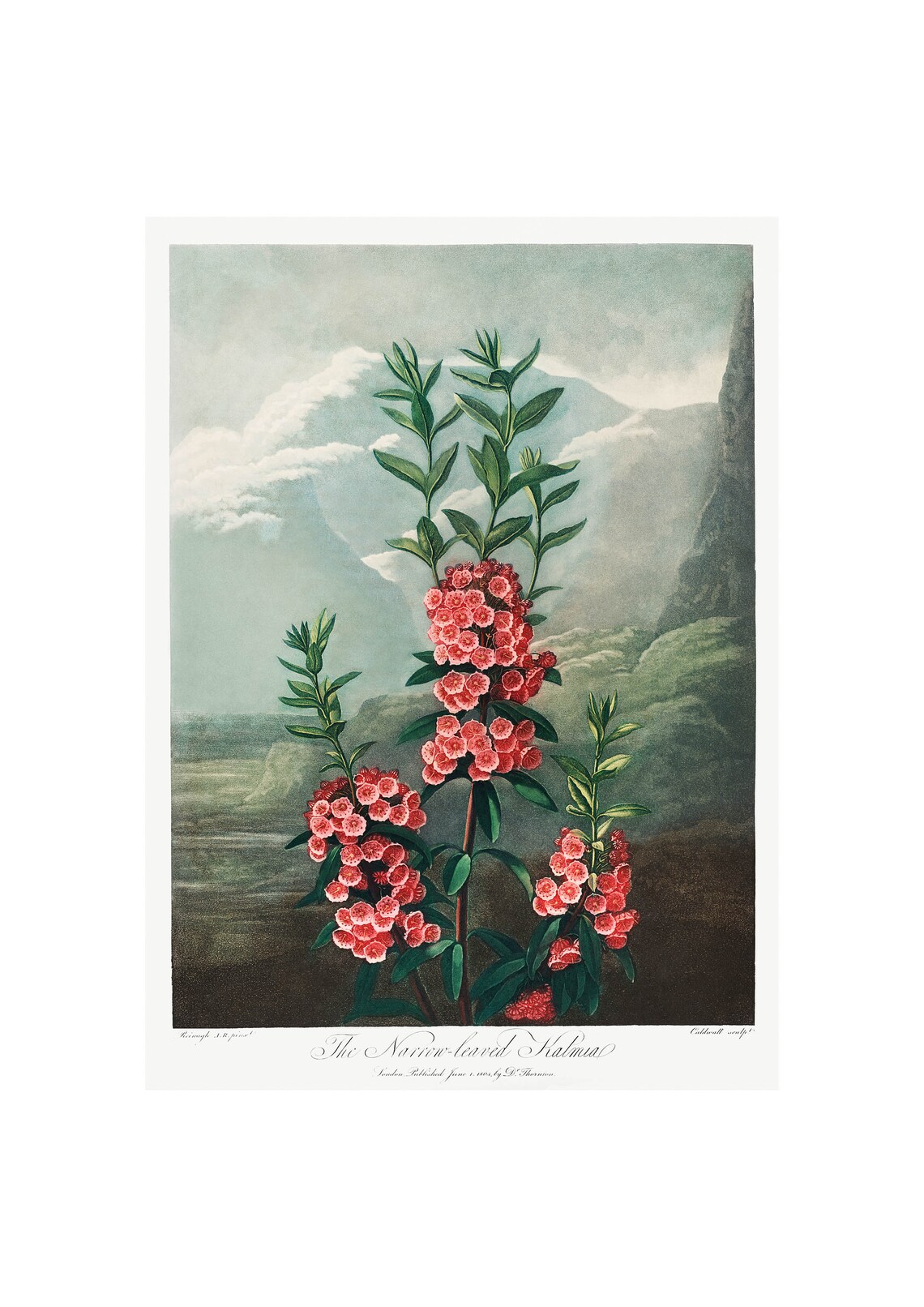 Kalmia Antique Lithograph by Robert Thornton