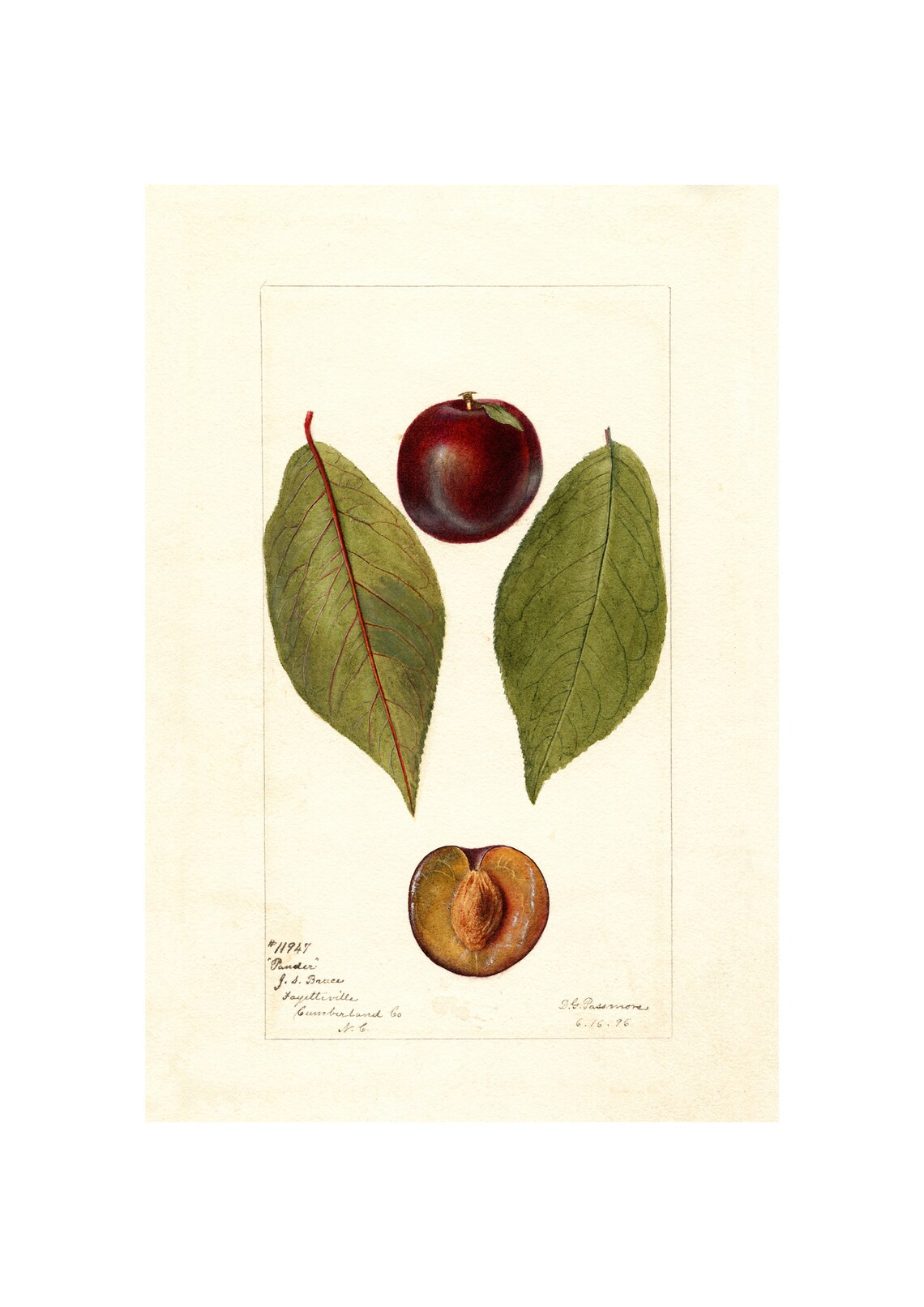 Pander Plum Antique Pomological Watercolor 1896 Fruit Art Poster