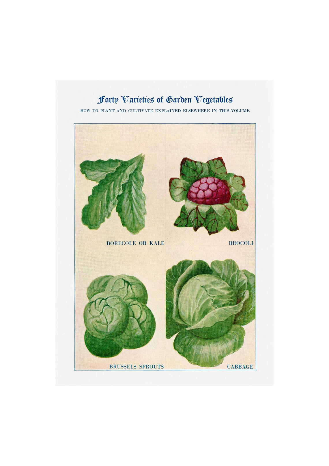 Brocoli Kale Cabbage Brussels Vintage Poster