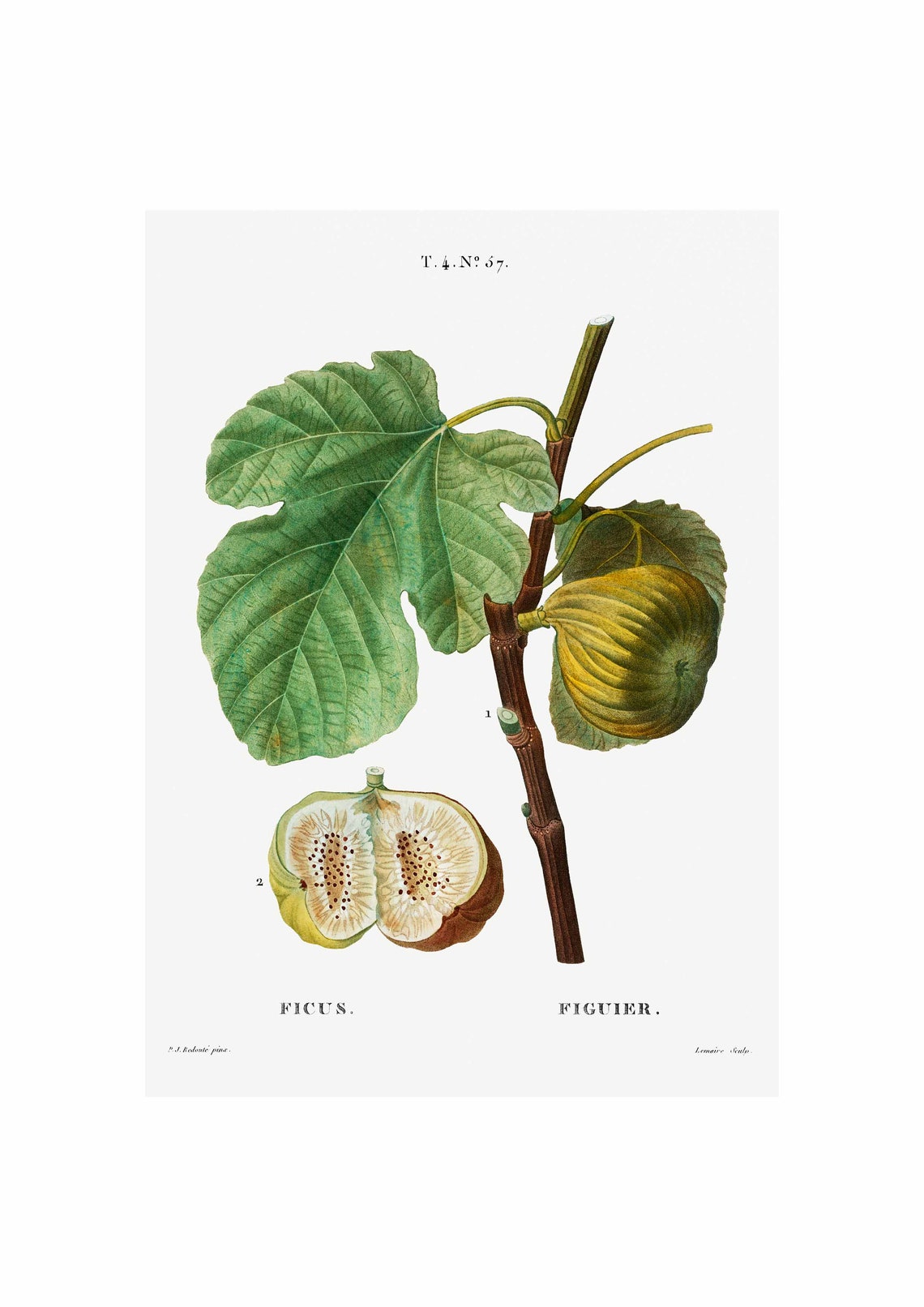 Fig Ficus Art Print