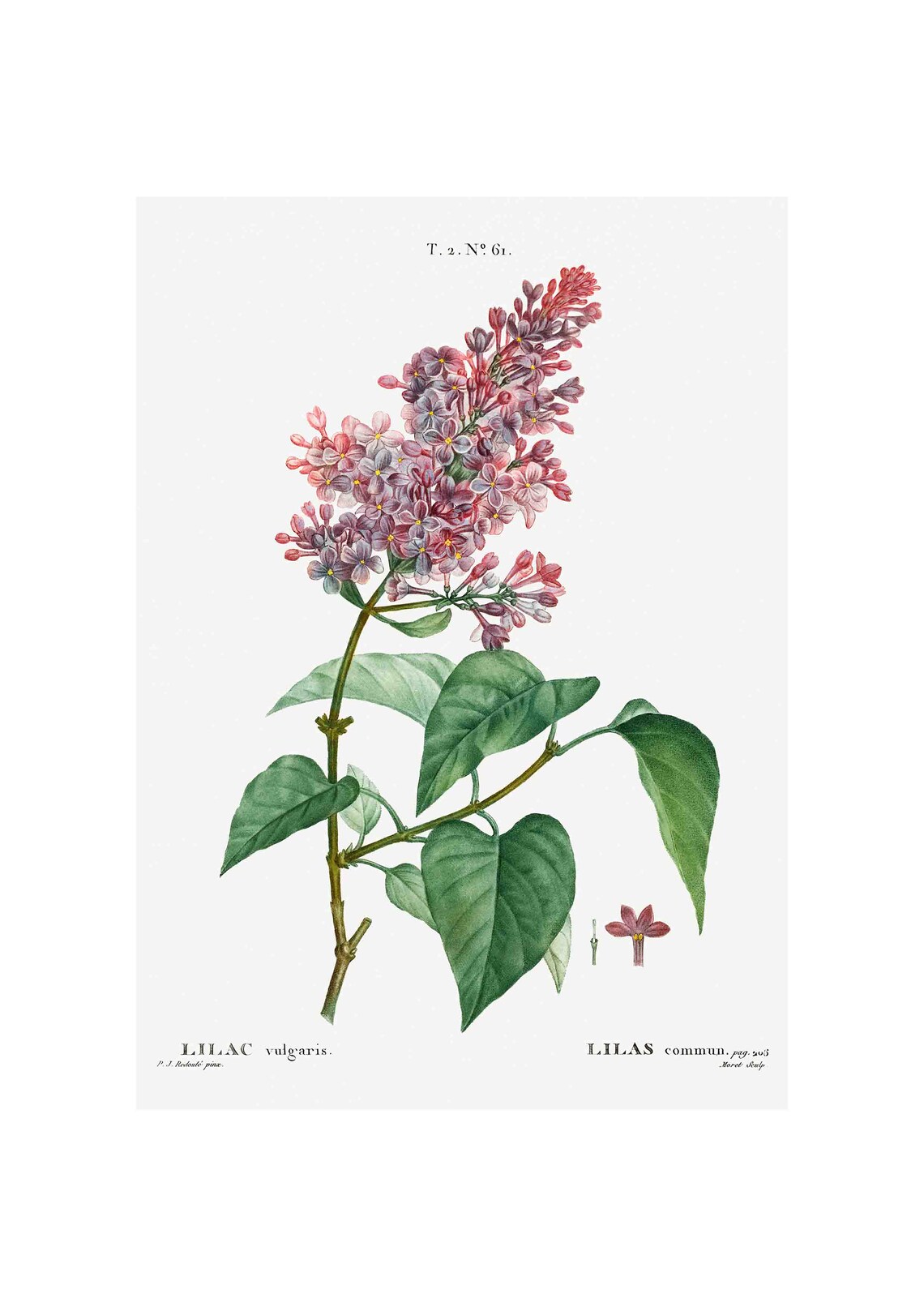 Common Lilac Flowers Vintage Art Print