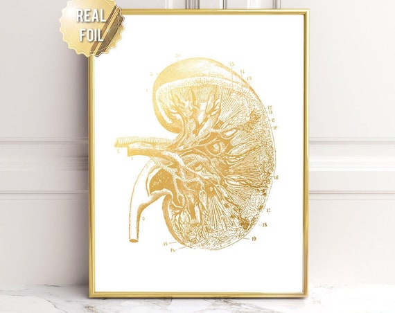 Kidney Transplant Anatomy Art Gold Print Kidney Art Kidney Donor Gift Kidney Transplant Gift Kidney Cancer Doctor Nephrologist