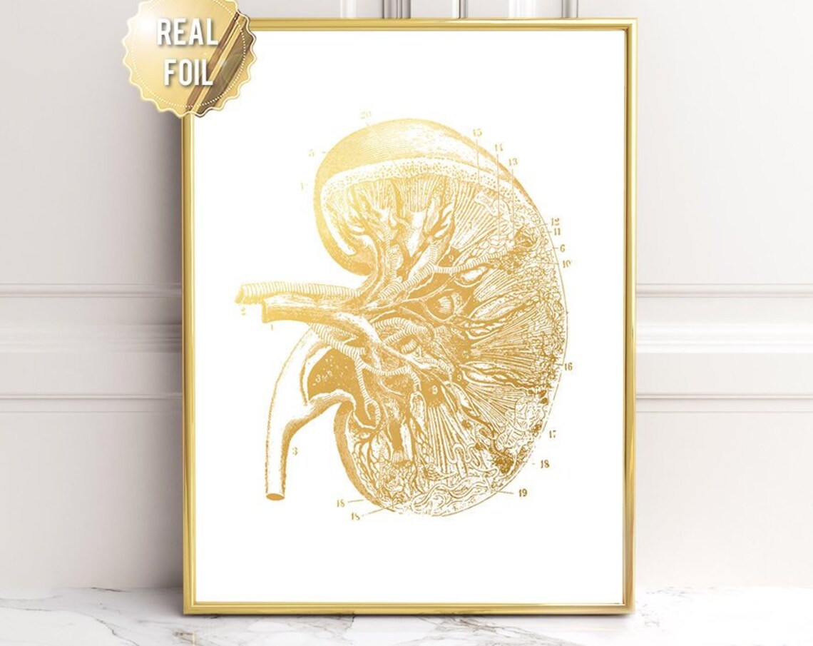 Gold Foil Kidney Anatomy Numbered Vintage Nephrology Art Print