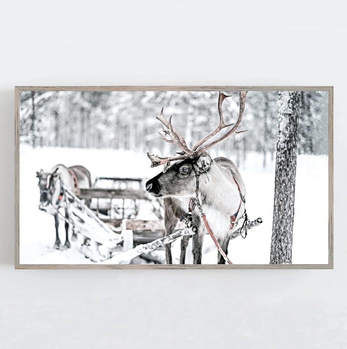 Reindeer Harnessed to Sled in Snowy Forest Christmas Wildlife Poster