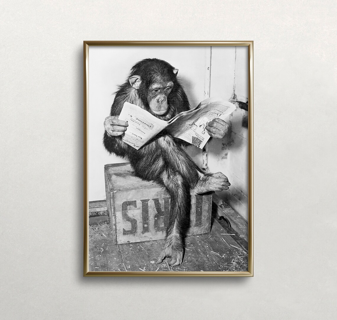 Chimpanzee Reading Newspaper, Vintage Animal Art Print