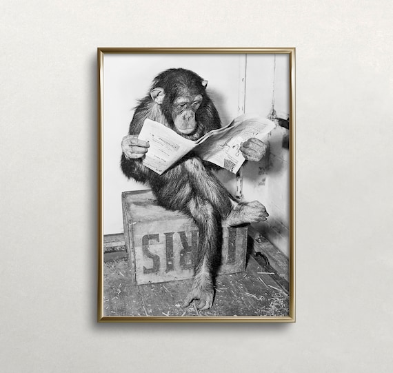 Chimpanzee Reading Newspaper, Vintage Animal Art Print