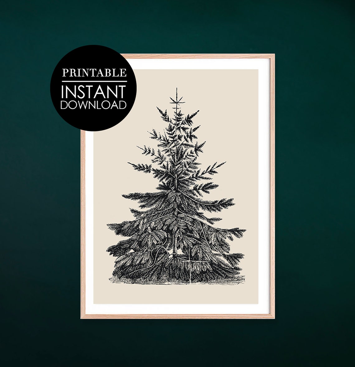 Pine Tree Black Ink Botanical Engraving Vintage Style Art Print