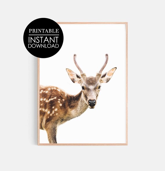 Young Spotted Fawn Minimalist Woodland Wildlife Photo Poster