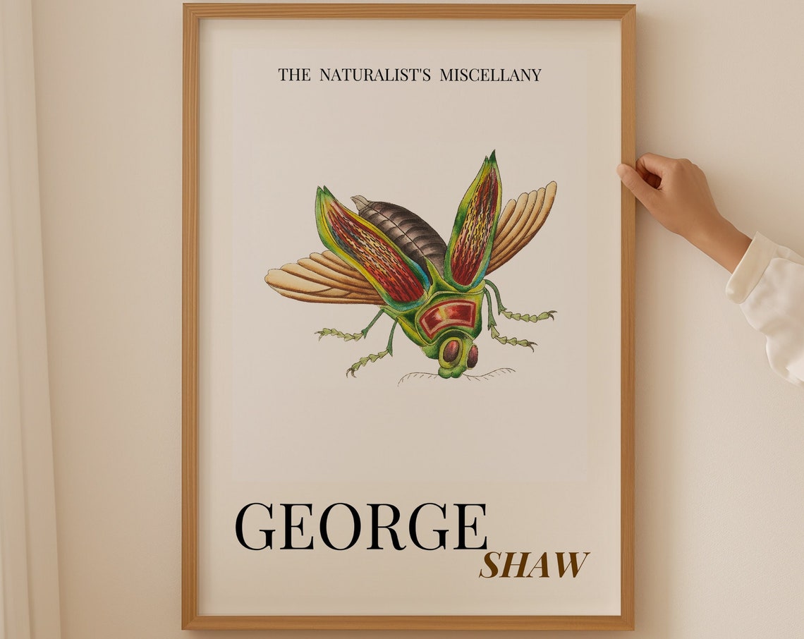 Insect Illustration 1800s George Shaw Insect Funny Wall Art Above Bed Decor Insect Specimen House Warming Gift Fly Insect Print