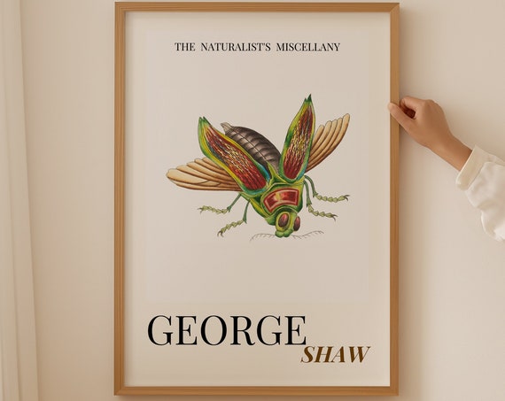 Insect Illustration 1800s George Shaw Insect Funny Wall Art Above Bed Decor Insect Specimen House Warming Gift Fly Insect Print