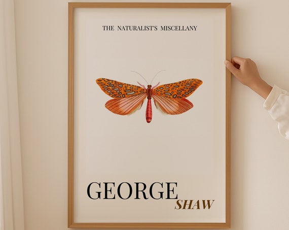Venus Moth Wall Art Vintage Insect Illustration Dragonfly Print Aesthetic Posters Room Decor Aesthetic Minimalist Unique Wall Art