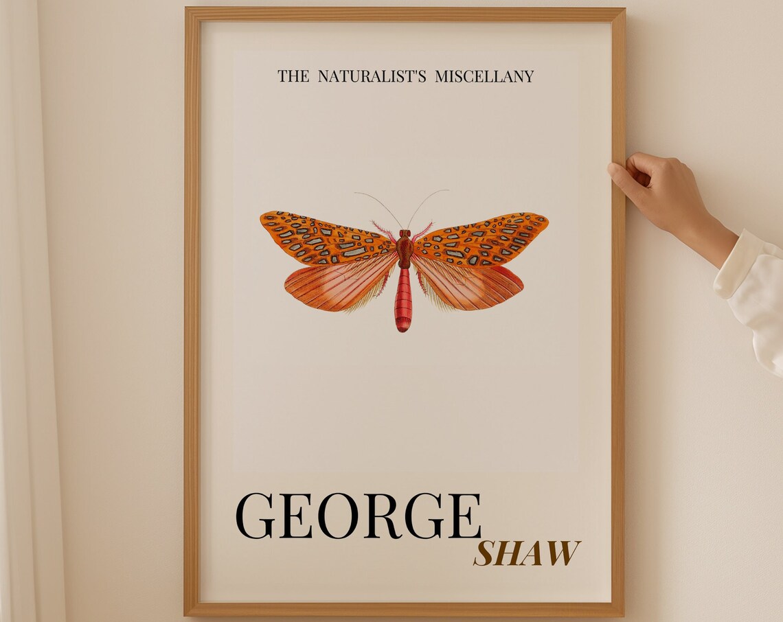 Orange Spotted Tiger Moth George Shaw Vintage Insect Art Print