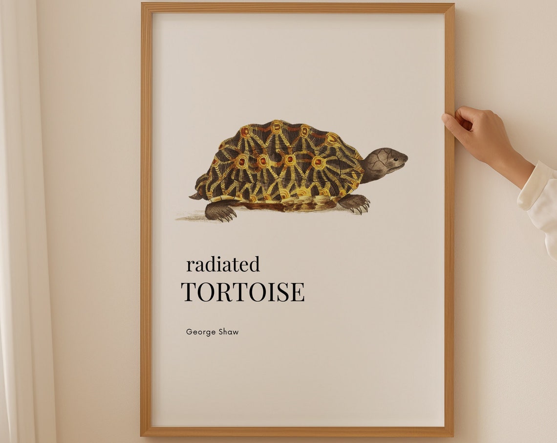 Radiated Tortoise Antique Illustration by George Shaw Poster
