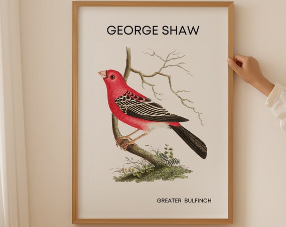 George Shaw Greater Bulfinch Vintage Crimson Finch Bird Poster