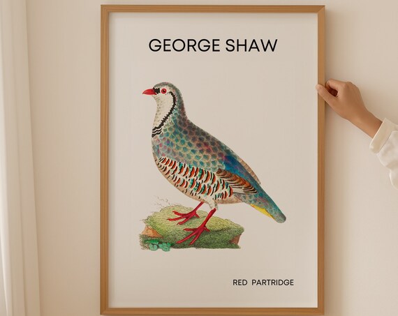 Classic George Shaw Red Partridge Vintage Bird Illustration Poster