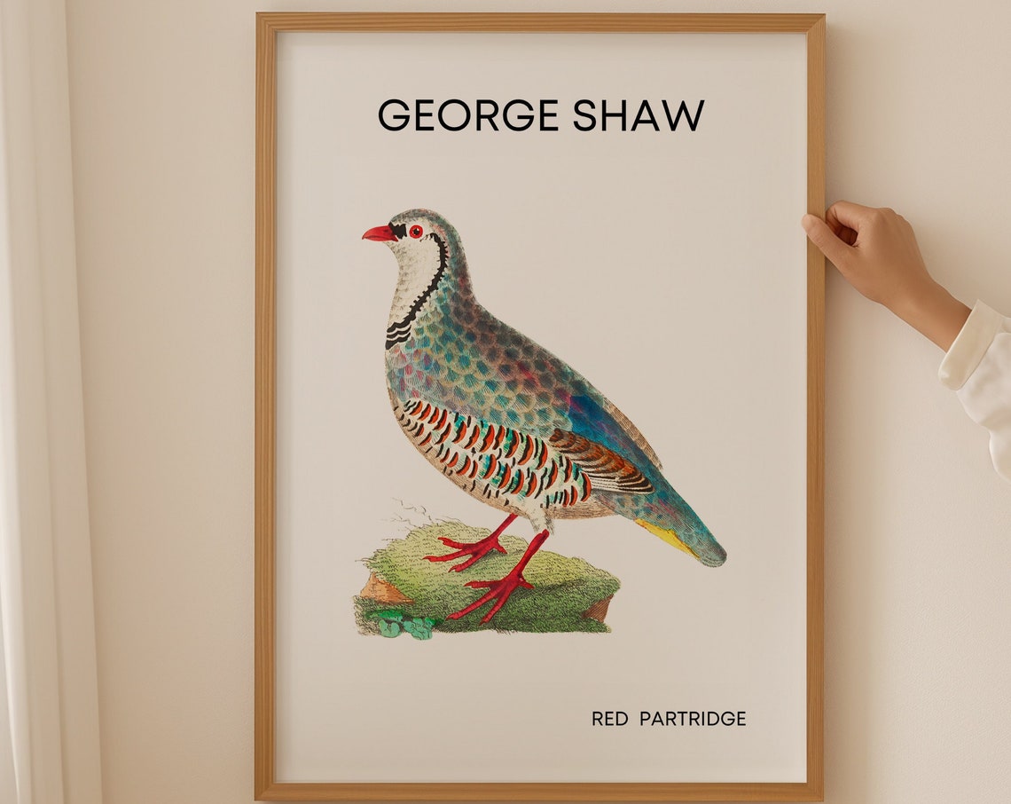 Classic George Shaw Red Partridge Vintage Bird Illustration Poster