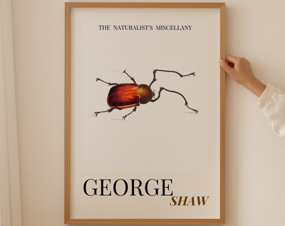 Vintage Beetle Wall Art Prints Vintage Bug Print Art And Collectibles Entomology Illustration Wall Art Bedroom George Shaw Artwork