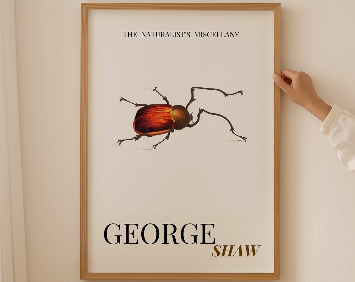 Scarlet Longhorn Beetle George Shaw Vintage Insect Art Print