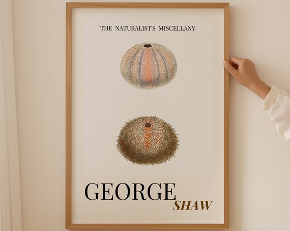 George Shaw Antique Sea Urchin Shells Natural History Poster