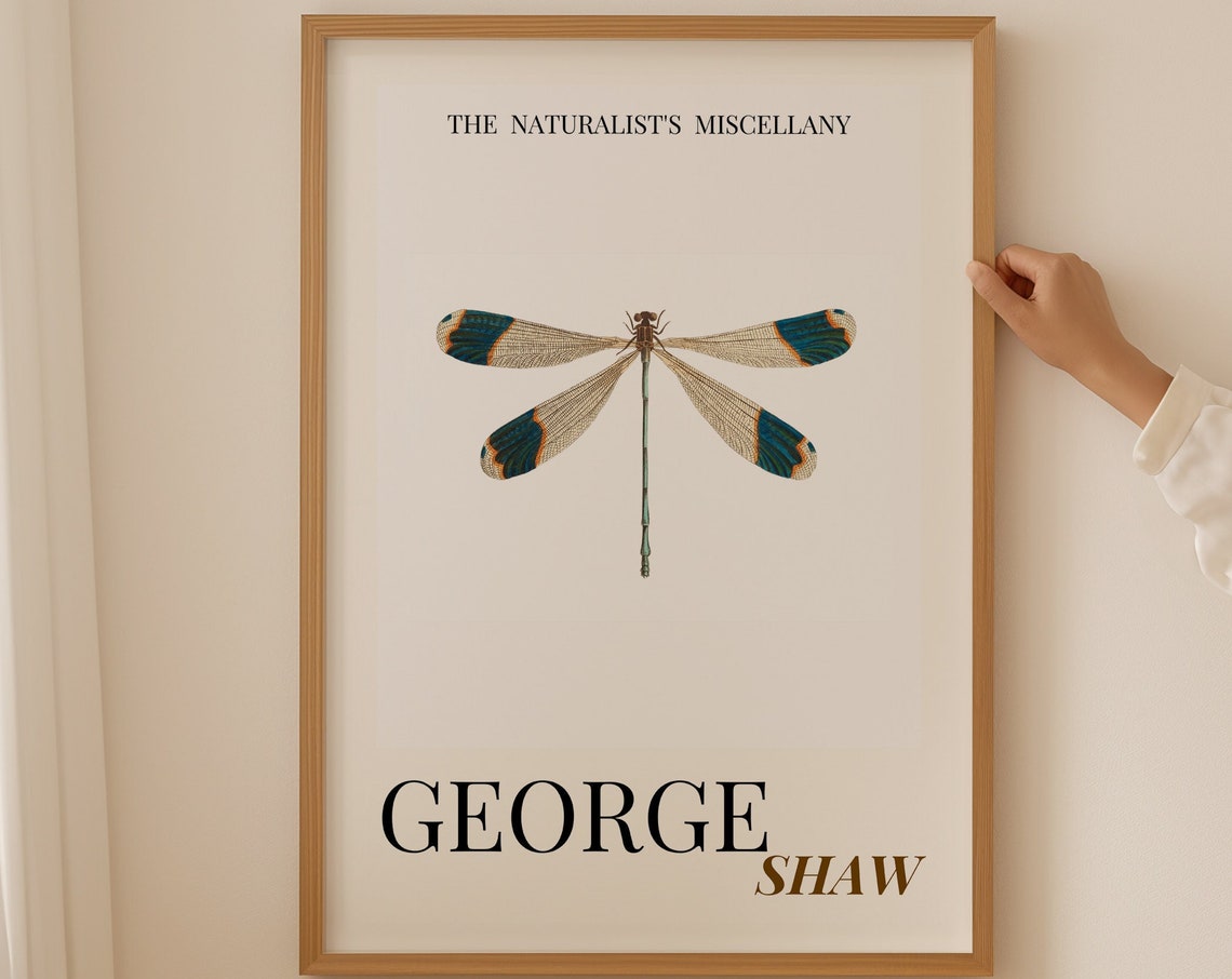 Banded Damselfly Dragonfly George Shaw Vintage Insect Art Print
