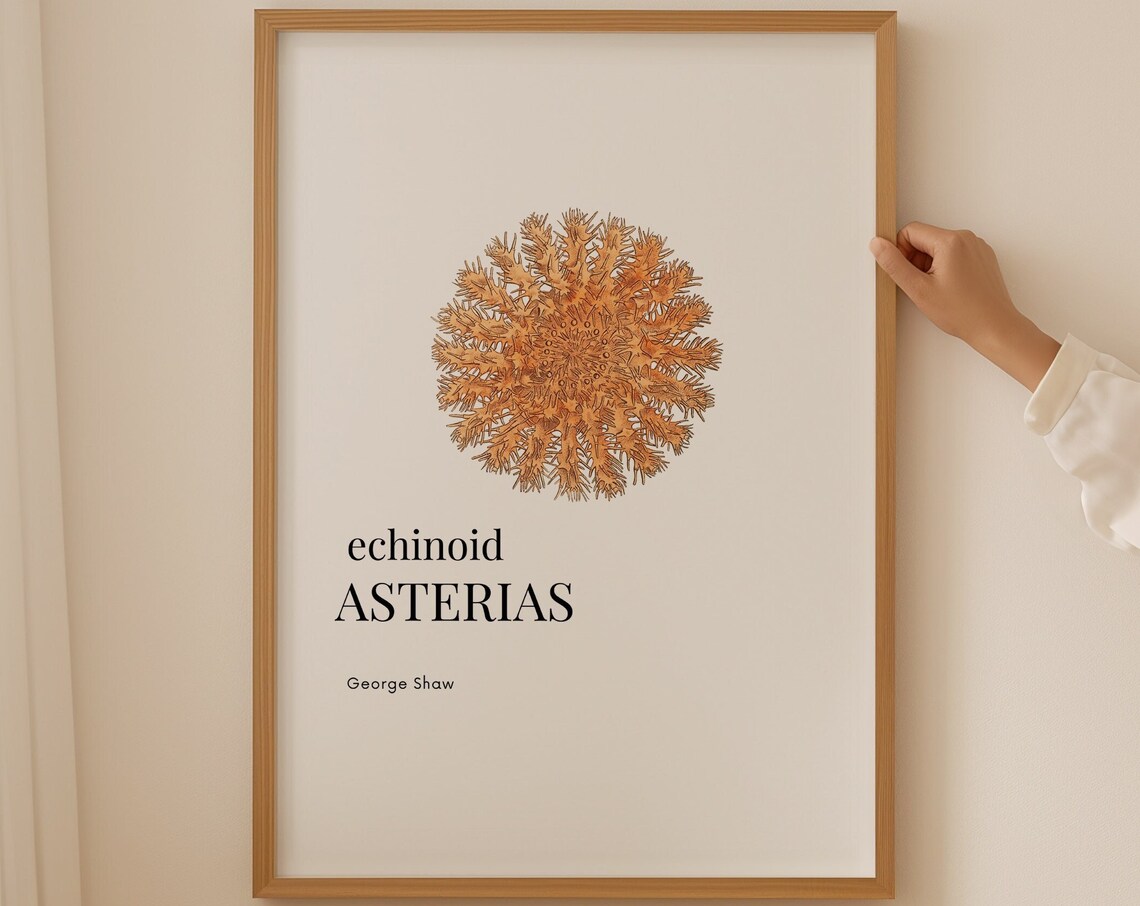 Echinoid Asterias Sea Urchin George Shaw Vintage Marine Life Print