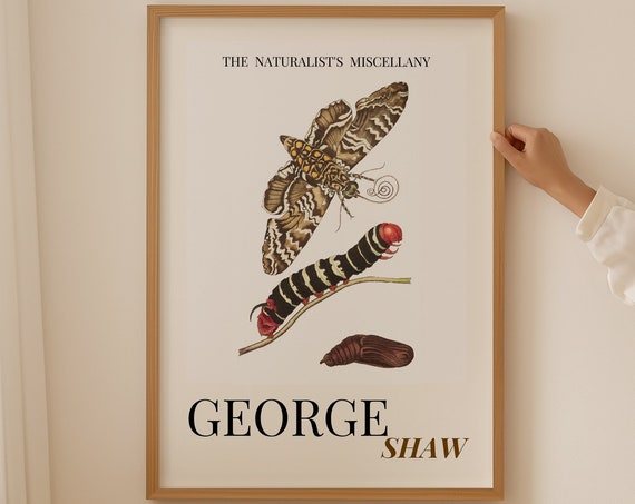 Butterfly Transformation Illustration George Shaw Insect Insect Illustration Housewarming Poster Farmhouse Decor Gardener Gift