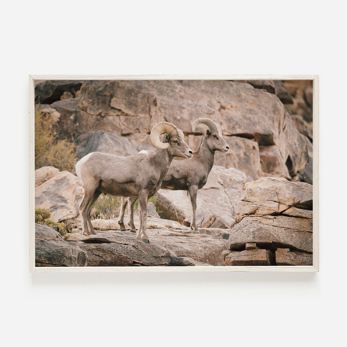 Desert Bighorn Sheep Pair on Rocky Cliffs Wildlife Photography Poster
