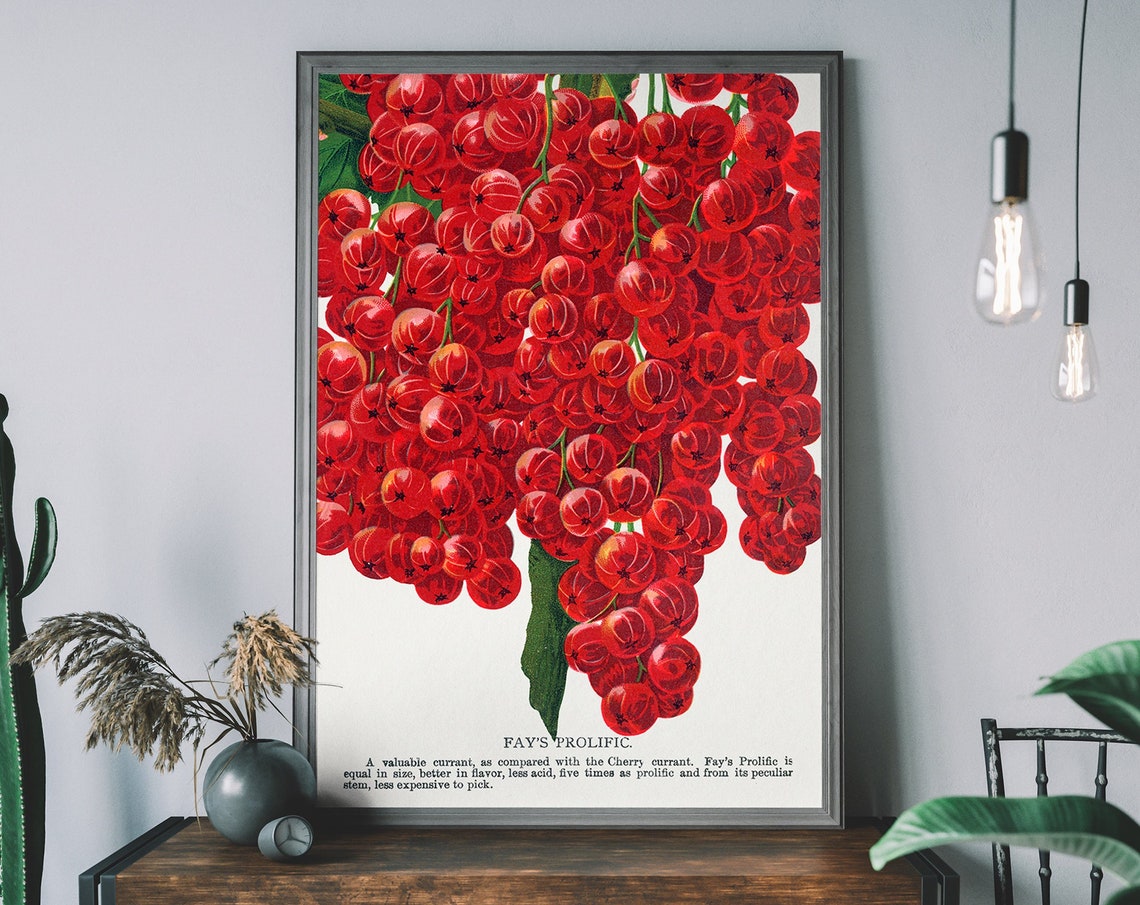 Vintage Cherry Poster Lithograph Print Antique Botanical Art Fruit Diagram Rustic Wall Decor Restaurant