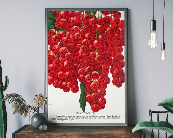 Vintage Cherry Poster Lithograph Print Antique Botanical Art Fruit Diagram Rustic Wall Decor Restaurant
