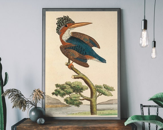 Crested Kingfisher Vintage Art Print Birds Illustration Antique Bird
