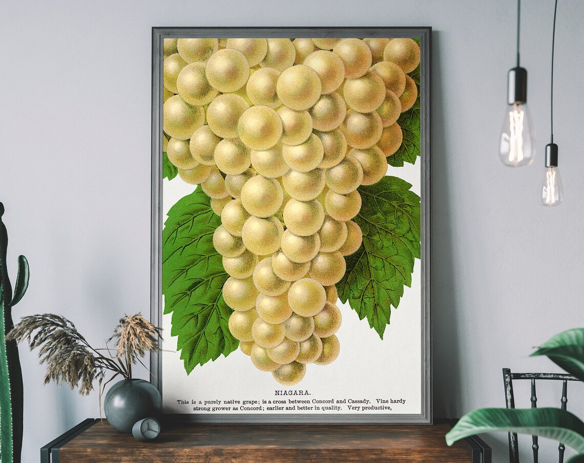 Vintage Grapes Poster Lithograph Print Antique Botanical Art Fruit Diagram Rustic Wall Decor Restaurant