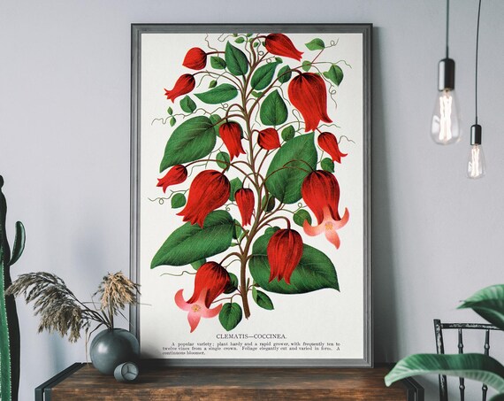 Red Clematis Coccinea Vintage Botanical Flower Lithograph Poster