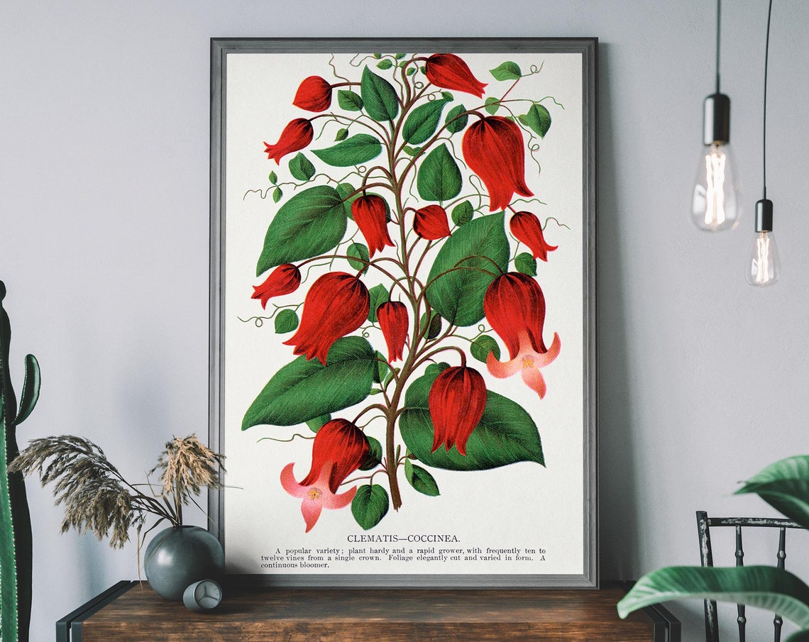 Red Clematis Coccinea Vintage Botanical Flower Lithograph Poster