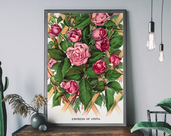 Vintage Empress Of China Rose Poster Antique Botanical Art Print Pink Flower Wall Rustic Floral Decor