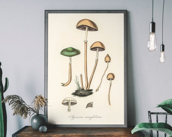 Vintage Mushroom Botanical Illustration Art Print