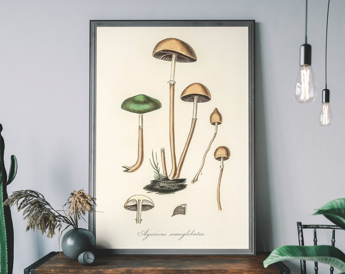Vintage Mushroom Botanical Illustration Art Print
