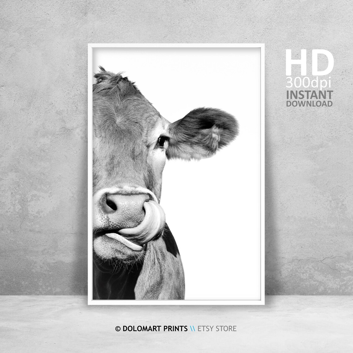 Cow Licking Nose Close Up Black And White Funny Farm Animal Poster